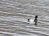 Lesser Scaup male